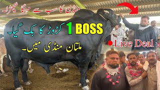 International Festival Winner Boss Bachra Sold Out In Multan Mandi  Hashim Chah Gya SSTvs [upl. by Holbrooke]