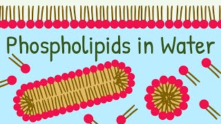 Phospholipids in Water How Biological Membrane is formed [upl. by Elianora88]