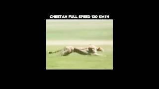 Cheetah fastest animal in the world 🔥💪 cheetah cheetahspeed fastestanimal [upl. by Eahsel]