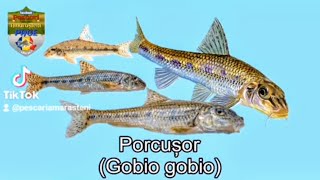 Porcușor Gobio gobio  Descriere audio video [upl. by Suoiluj]