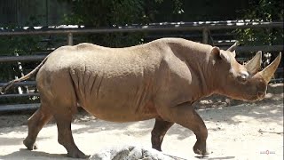 Nashorn Nashornbulle Jasper Spitzmaulnashorn Bulle Black rhinoceros Berlin Zoo Diceros bicornis Tier [upl. by Ispep]