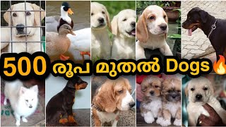 500😱 രൂപക്ക്‌ അടിപൊളി Dogs🔥🤑  കുറഞ്ഞ വിലയിൽ puppies amp dogs🔥  PETS POINT [upl. by Acalia12]