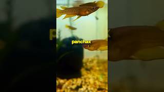 Check out these Gold Panchax Fish 🐠✨ [upl. by Inez]