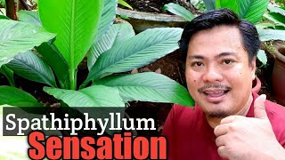 FACTS ABOUT SPATHIPHYLLUM SENSATION  Spathiphyllum Sensation Basic Care and Propagation [upl. by Germaun]