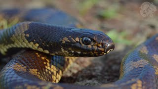 Aberrant Blackbelly Kingsnake  Northern CA  2016 [upl. by Htezil]