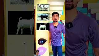 Cow hindi khaniya ytshorts shortvideo shorts [upl. by Aisetra]