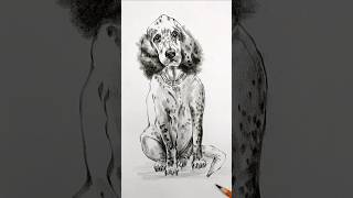 Pencil drawing of a dogdrawing art pencildrawing dog shorts [upl. by Atiluj]