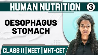 HUMAN NUTRITION 03  Oesophagus Stomach Small amp Large Intestine  Zoology  Class 11NEETMHTCET [upl. by Calore]