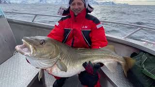 Cod Skrei 2024 Big Fishing in Lofoten Norway 🇳🇴 straight from ￼ Barents sea to my hand ￼👌🏻 [upl. by Les]