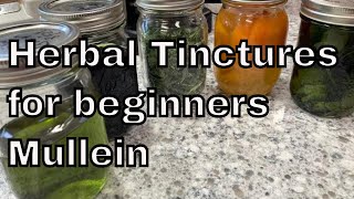 Medicinal Herbal Tinctures  Beginners Easy Making a Mullein Tincture for Respiratory [upl. by Suoinuj]