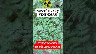 ☢️ CUIDADO Estás 2 Plantas Tóxicas podrían Matarte [upl. by Nomaj682]