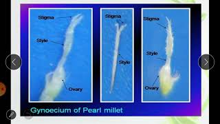 Practical 23 Flower Biology Emasculation and Hybridization in Bajra [upl. by Bron662]