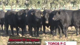 Lote de Toros PC de Cabaña Los Ceibos Miércoles 26 de Agosto de 2015 [upl. by Aciretnahs]