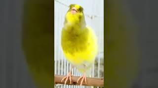 تغريدالكناري kanarienvogel TweetCanary TweetCanari TweetCanario TweetCanário saka تقديم [upl. by Nyrac]