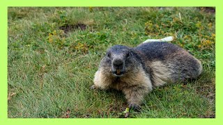 Série animais do Canada  Marmota [upl. by Magavern]