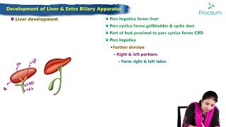 Development of liver amp biliary apparatus  MBBS Lecture [upl. by Ainoz]