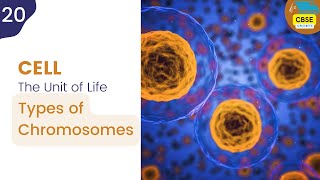 Types of Chromosomes  Cell The Unit of Life cbseshorts shorts biology [upl. by Atnicaj]