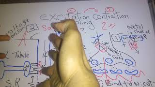 Skeletal muscle new system Excitation contraction coupling dr mohamed fayez [upl. by Marty609]