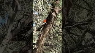 Spotted a vibrant Vermilion flycatcher in Tucson of all places [upl. by Herman]