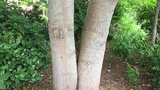 Tulip Tree Liriodendron tulipifera  trunk  July 2018 [upl. by Howzell]