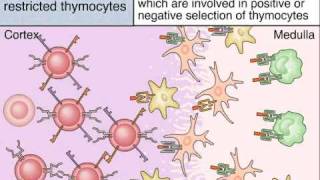 Maturation of T Cells in The Thymus [upl. by Naehs]