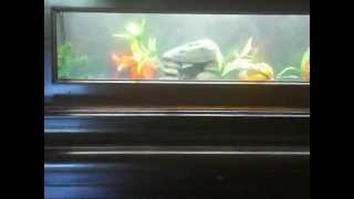 Piano Fish Tank [upl. by Nobel657]