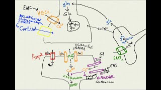 NMDA receptor types amp excitotoxicity Sept 2024 [upl. by Emanuela]