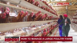 How to manage a large poultry farm [upl. by Susi520]