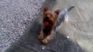 Boo the Yorkshire Terriers Toy [upl. by Arramahs]