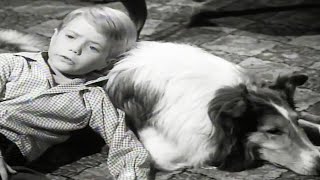 Lassie  The Crash  Lassie English Full Episodes  Old Cartoons  Videos For Kids [upl. by Nailliw790]