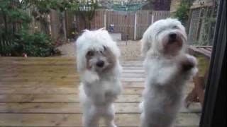 DANCING MALTESE PUPPIES [upl. by Giguere]