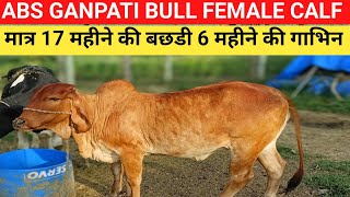 मात्र 17 महीने की बछडी 6 महीने की गाभिनdairy farm jaunpur upsmall dairy farm up [upl. by Anilat]