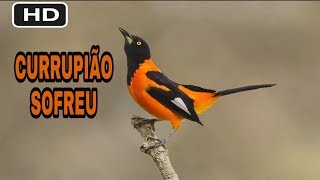 CURRUPIÃO OU SOFREU CANTO MATEIRO [upl. by Cheslie]