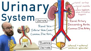 Urinary System  Structure Function Plastinated Kidney and Bladder 3D Model [upl. by Ecyned]