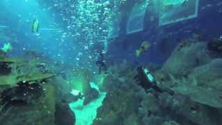 Open Ocean Dive at the SEA Aquarium RWS [upl. by Zinck732]