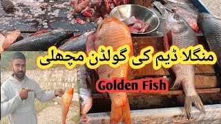 Golden gulfam fish  Mangla Dam ki golden Fish  Golden Fish [upl. by Chavey]