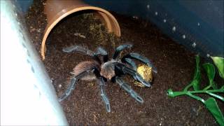 Acanthoscurria geniculata and Sericopelma sp El Cope feeding [upl. by Franni203]