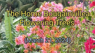 THE HOME BOUGAINVILLEA FLOWERING PLANTS  March 21 2024 [upl. by Max]