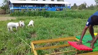 plastic slatted flooring for  goat farm manufacturers  in seller Tamilnadu9445257164  YouTube [upl. by Odessa]