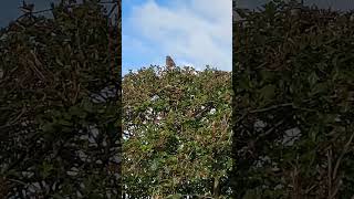 Dunnock singing in the sunshine [upl. by Adnertal]