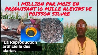 1 000000 PAR MOIS EN PRODUISANT 10 MILLE ALEVINS DE POISSON SILURE LA REPRODUTION DES CLARIAS [upl. by Savina489]