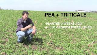 PEA TRITICALE FORAGE SEED [upl. by Eadahs952]