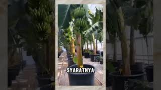 Menanam pisang dalam pot youtubeshorts ytshortsvideo shortvideo [upl. by Reedy976]