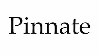 How to Pronounce Pinnate [upl. by Ydennek]