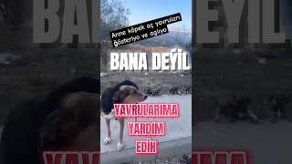 ANNELİK KADAR KUTSAL BİR ŞEY VARMIİÇİM YANDIkesfetteyiz annelik köpek sokakköpeği sokakköği [upl. by Ithsav]