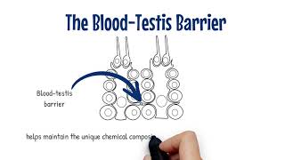 Nuts amp Bolts BloodTestis Barrier [upl. by Broderick384]