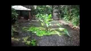 Wet season in the Daintree Rainforest Australia [upl. by Schram978]