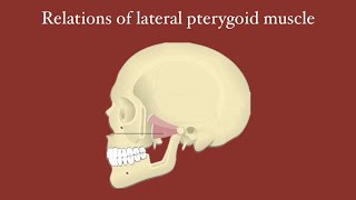 Relations of lateral pterygoid muscle [upl. by Qulllon]