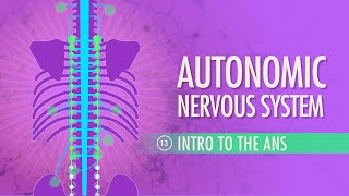 Autonomic Nervous System Crash Course Anatomy amp Physiology 13 [upl. by Chew]