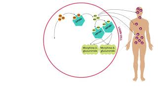 Sample Video from Pharmacogenomics for Healthcare Professionals The Basics [upl. by Zenger227]